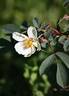 Louis Riel rose photo