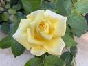 Lemon Chiffon rose photo