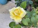 Lemon Chiffon rose photo