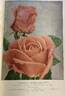 Dickson's Perfection rose photo