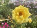 Royal Gold rose photo