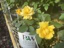 Gold Badge rose photo