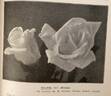 Eclipse rose photo