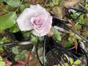 Eloquence rose photo