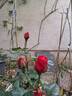 Robert Pineau rose photo