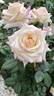 Angel Kisses rose photo