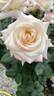 Angel Kisses rose photo
