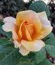 Louise Hay rose photo
