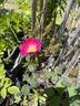 Goethe rose photo