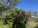 Climbing Devoniensis rose photo