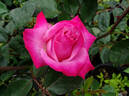 Liz's Charm rose photo