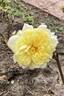 Princess Buttercup™ rose photo