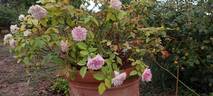 Ricordo di Giosue Carducci rose photo