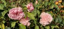 Ricordo di Giosue Carducci rose photo