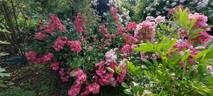 Robin Hood rose photo