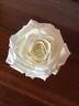 Tineke rose photo