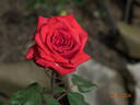 Baccará ® rose photo