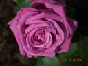 Claude Brasseur ® rose photo