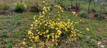 <i>Rosa foetida</i> var. <i>harisonii</i> hort. ex Rehder rose photo