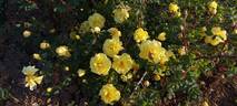 <i>Rosa foetida</i> var. <i>harisonii</i> hort. ex Rehder rose photo