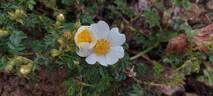 <i>Rosa horrida</i> Fisch. rose photo