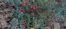 <i>Rosa horrida</i> Fisch. rose photo