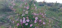 Rosa majalis plena rose photo