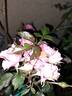I Am Grateful™ Plant'n'relax® rose photo