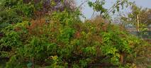 R. multiflora rose photo
