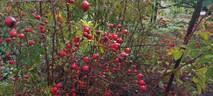 R. multiflora rose photo