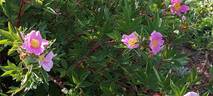 <i>Rosa palustris</i> Marshall rose photo