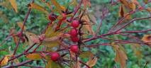 <i>Rosa palustris</i> Marshall rose photo