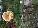 Devoniensis rose photo