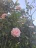 Clair Renaissance ™ rose photo