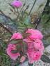 I Am Grateful™ Plant'n'relax® rose photo