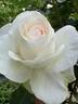 Shirley's Bouquet rose photo