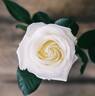 Whirlaway ™ rose photo