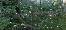 R. sericea pteracantha rose photo