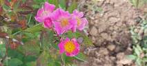 R. setigera rose photo