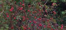 R. virginiana rose photo