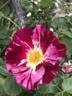 Purple Splash rose photo