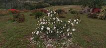 Rosa alba maxima rose photo