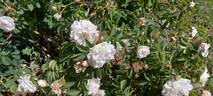 Rosa alba maxima rose photo