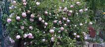 Duchesse de Brabant Cl. rose photo