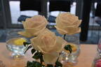 Royal Highness rose photo