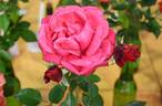 Showpiece Lipstick rose photo