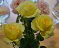 St. Patrick ™ rose photo