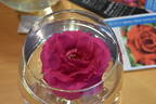 Manou Meilland rose photo
