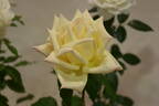 Northern Lights ® rose photo