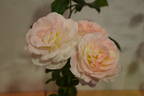 Flirtatious ™ rose photo